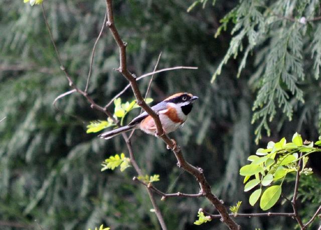 black throated tit